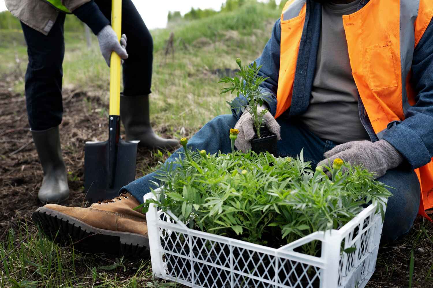 Sun Prairie, MT Tree Service Company